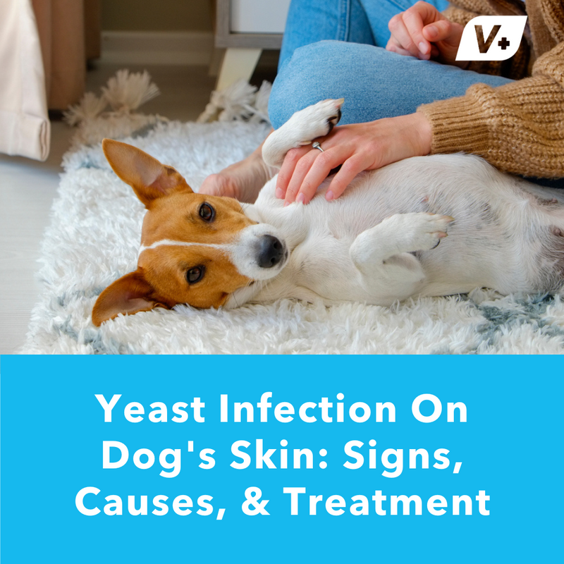 Dog laying on his back being pet on the belly with "Yeast Infection" blog text.