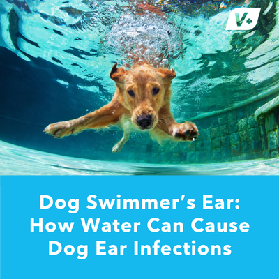 Dog Swimmer’s Ear: How Water Can Cause Dog Ear Infections | Vetnique