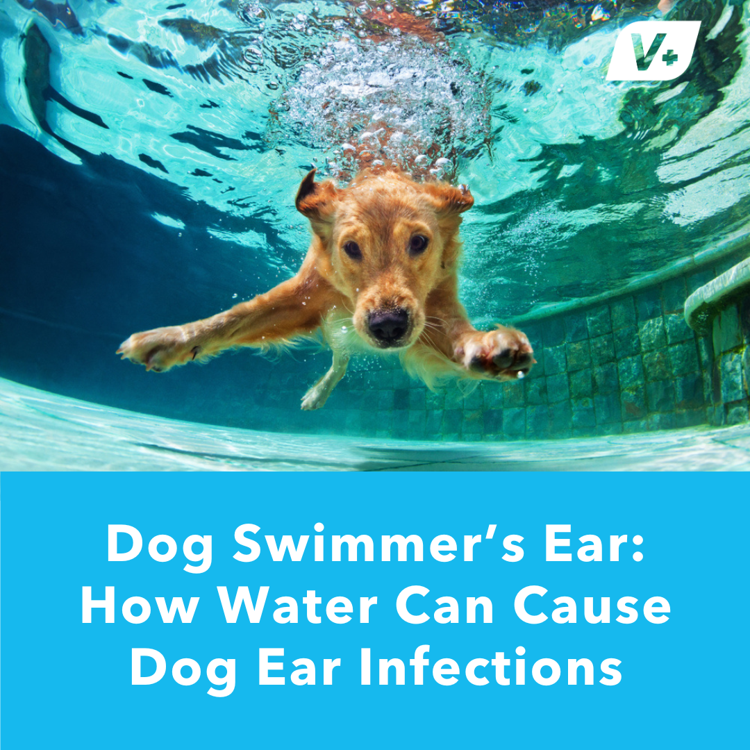 Dog swimming underwater with text about 'Dog Swimmer's Ear'