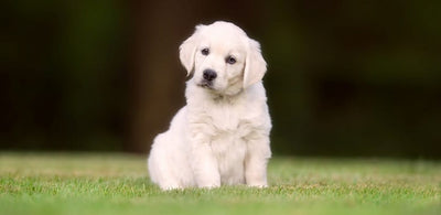 How Do Dogs Age?