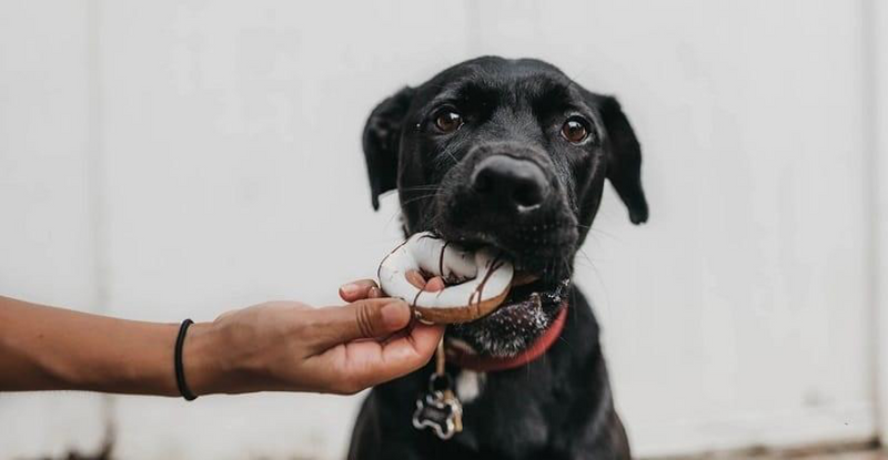 How to Tell If Your Dog Is Overweight and How to Help