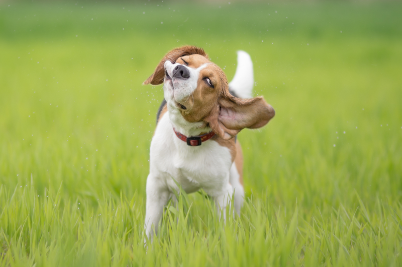 Why Does My Dog Keep Shaking His Head?