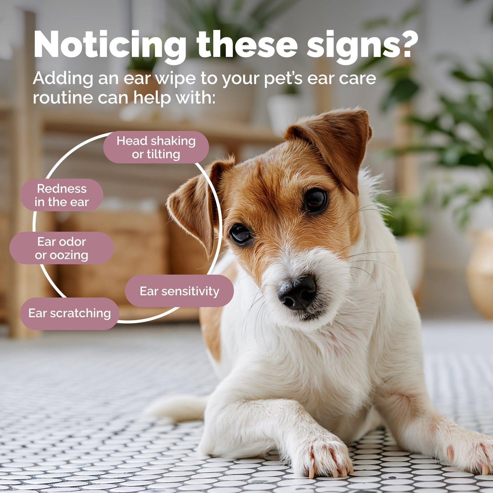 The Ultimate Guide to Dog Ear Cleaning