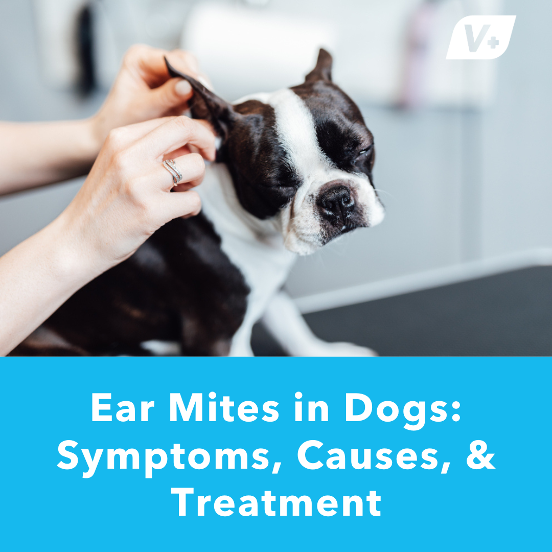 Dog getting his ears cleaned with text: "Ear Mites in Dogs"