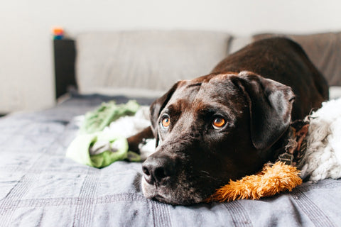13 Halloween Pet Costume Ideas for Dogs & Cats