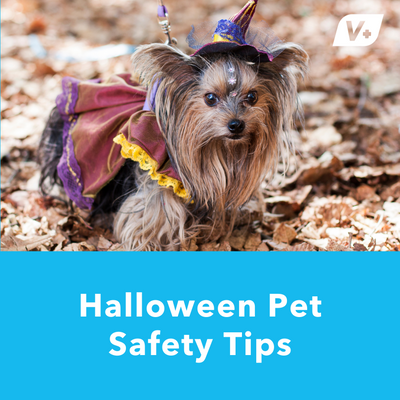 Halloween Pet Safety Tips!