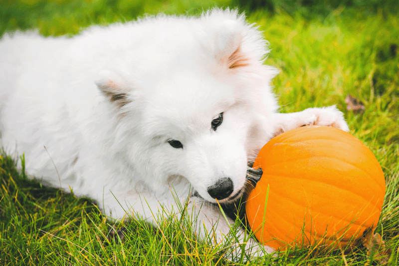 Can Dogs Eat Pumpkin Seeds? 9 Health Benefits of Pumpkin Seeds For Dogs