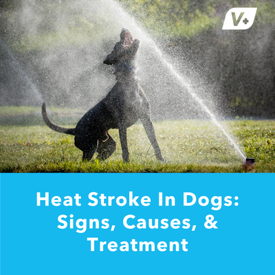 Heat Stroke In Dogs: Signs, Causes, &amp; Treatment | Vetnique