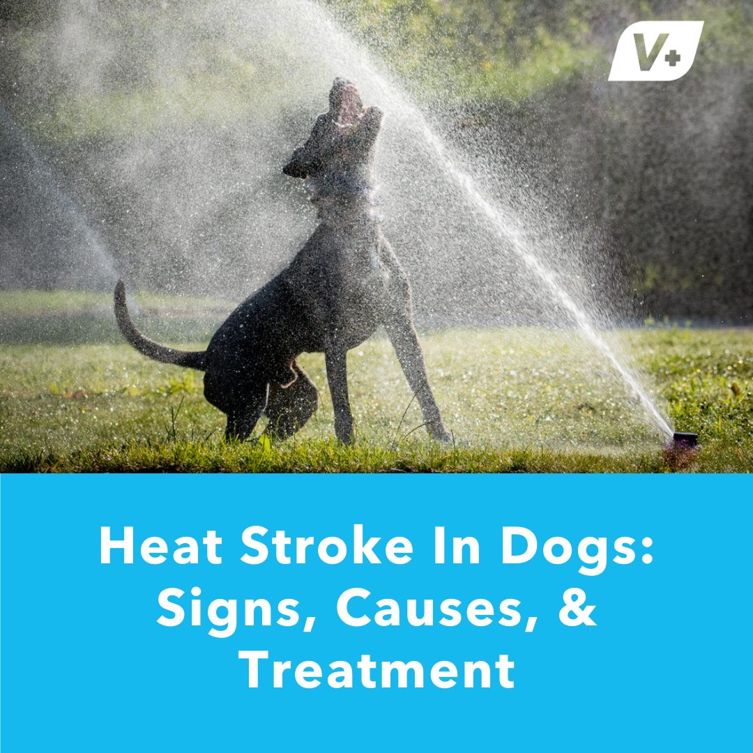 Dog playing in sprinkler water to avoid heat stroke in dogs