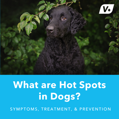 What are Hot Spots in Dogs?