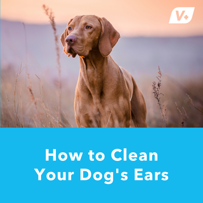 How-to Clean Your Dog's Ears