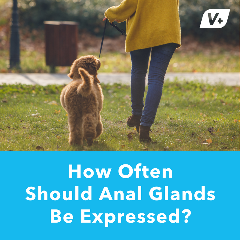 How Often Should Anal Glands Be Expressed?