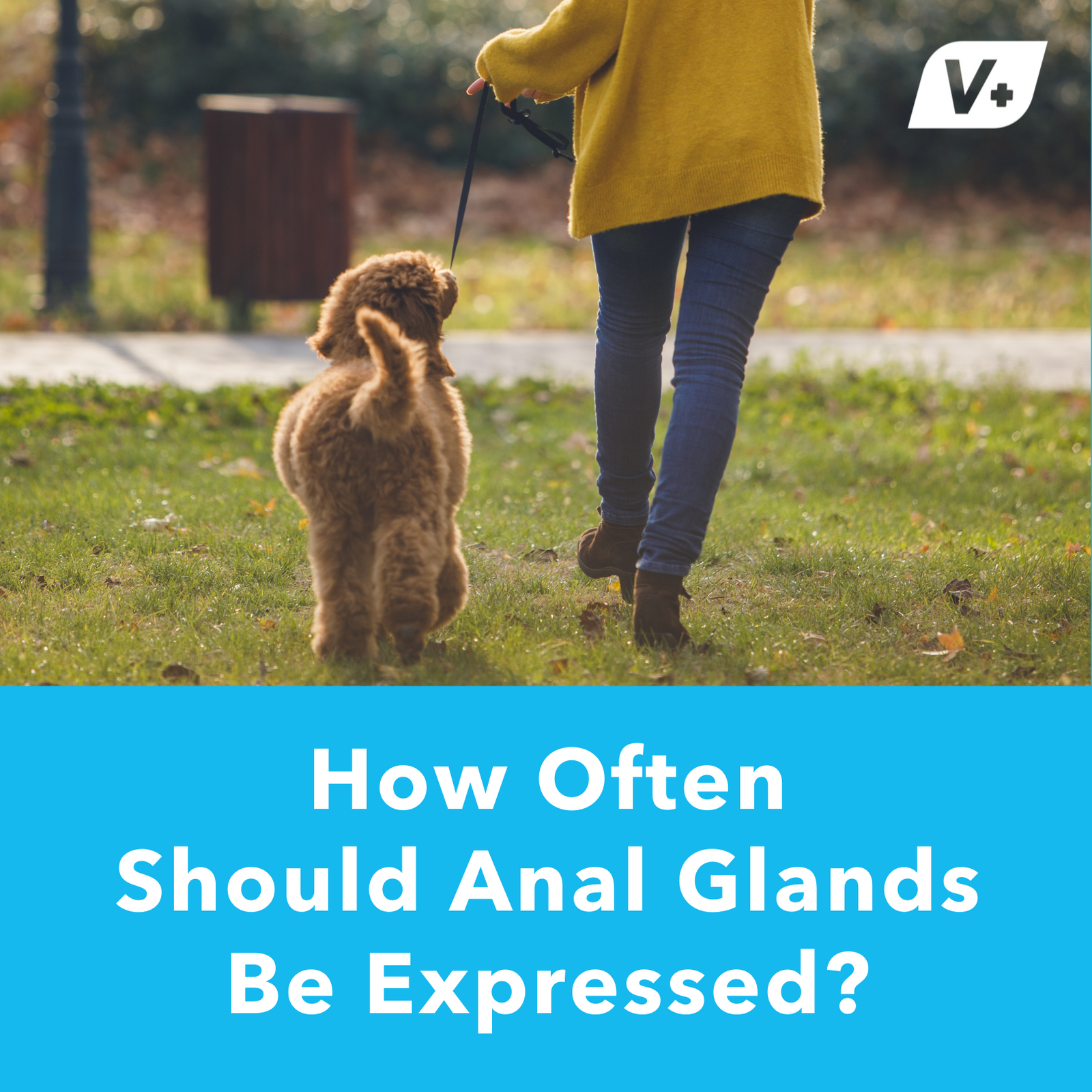 How Often Should Anal Glands Be Expressed?