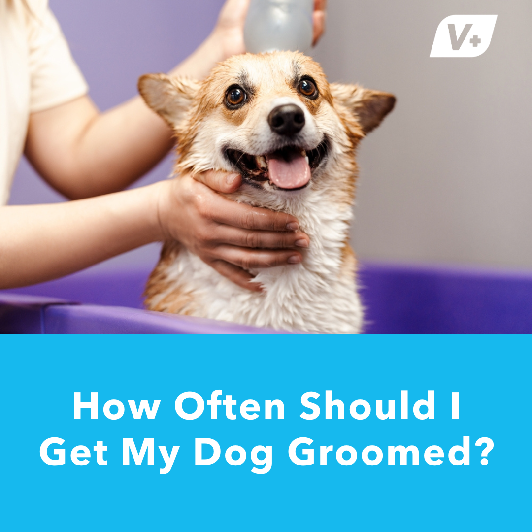 Corgi getting bathed at groomers with text "How Often Should I Get My Dog Groomed?"