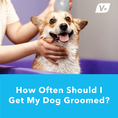 How Often Should I Get My Dog Groomed? | Vetnique