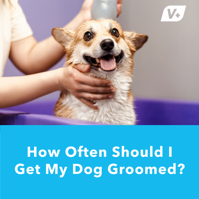 Corgi getting bathed at groomers with text "How Often Should I Get My Dog Groomed?"