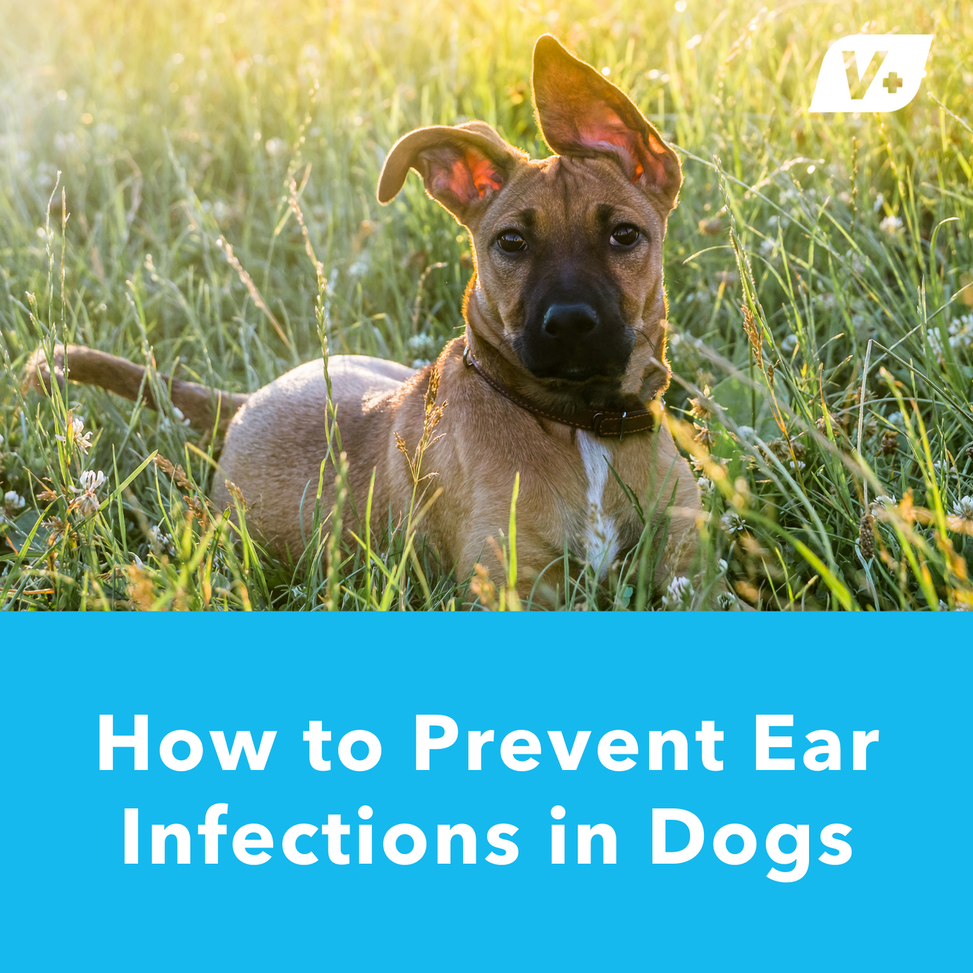 Picture of How to Prevent Ear Infections in Dogs