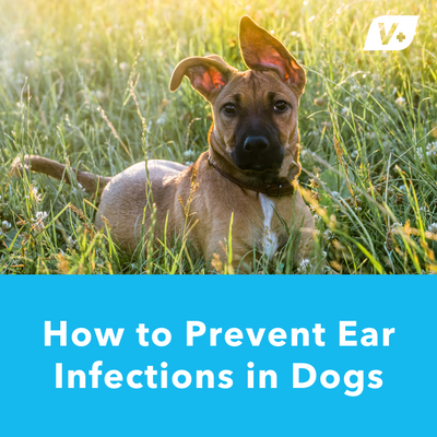 How to Prevent Ear Infections in Dogs