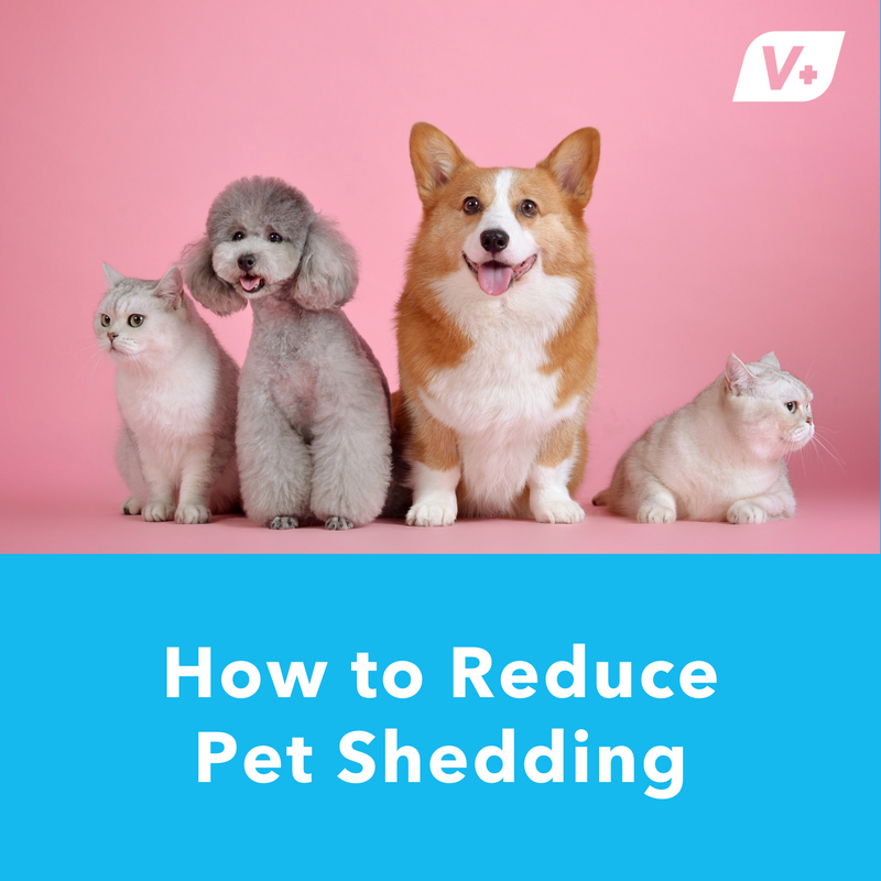How to Reduce Pet Shedding: Brushing, Nutrition, and Bathing Tips
