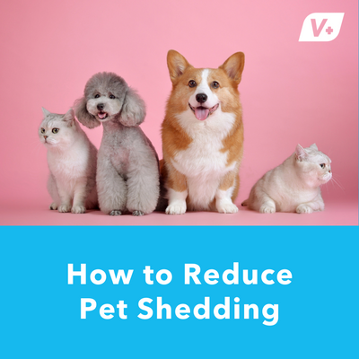 How to Reduce Pet Shedding