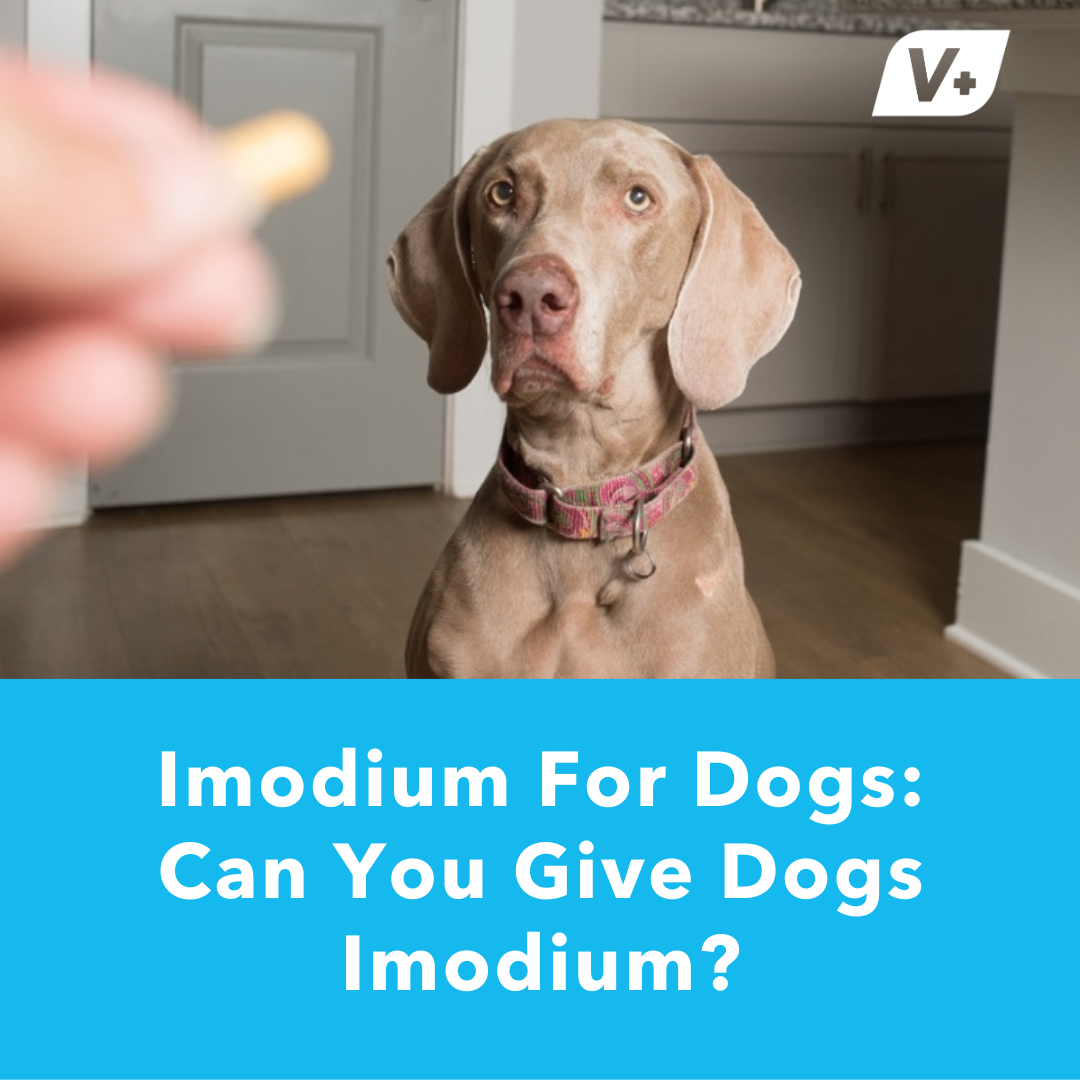 Dog being fed an Imodium pill for dogs