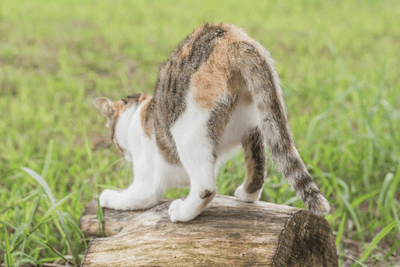 Infection How to Tell If Cat Needs Glands Expressed: Key Signs