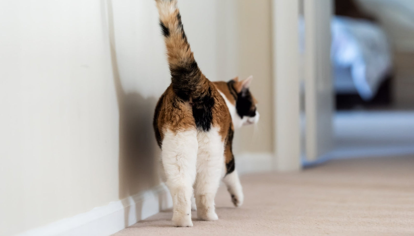 Cat Anal Gland Issues