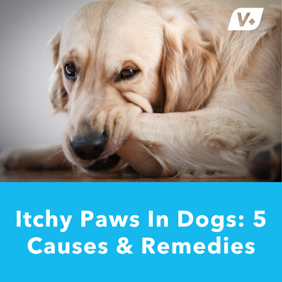 Dog Itchy Paws: 5 Causes & At-Home Remedies