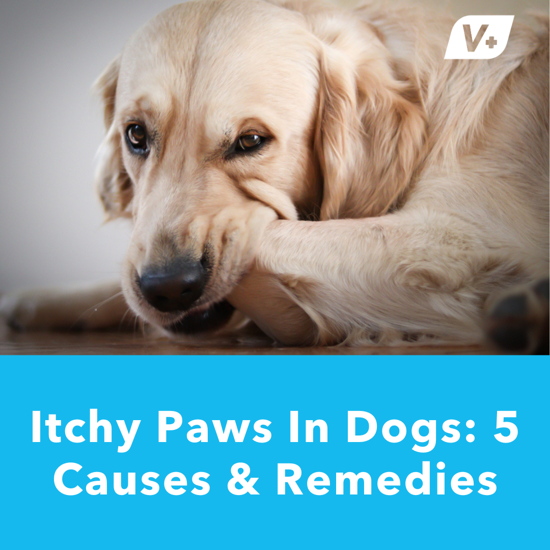 Dog chewing itchy paws with title of blog below: "Itchy Paws in Dogs"