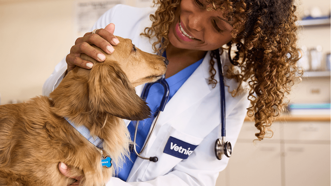10 Dog Arthritis Questions Answered By a Veterinarian