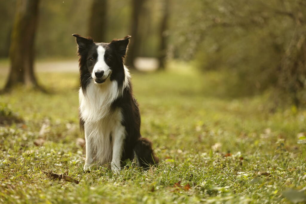 How Glandex Works: Benefits for Anal Gland Problems in Dogs and Cats