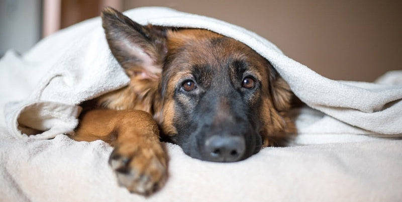 Muscle Atrophy in Dogs: Signs, Causes, and How to Help