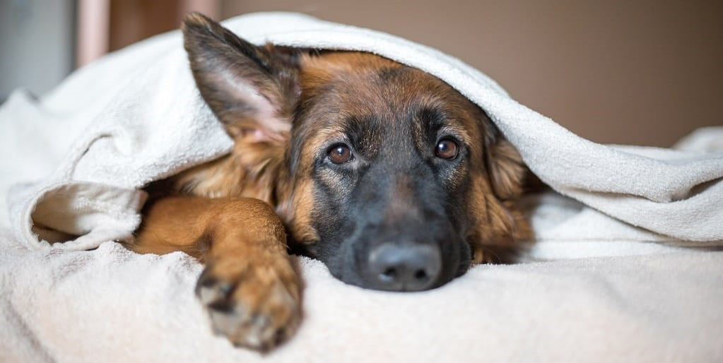 Muscle Atrophy in Dogs: Signs, Causes, and How to Help