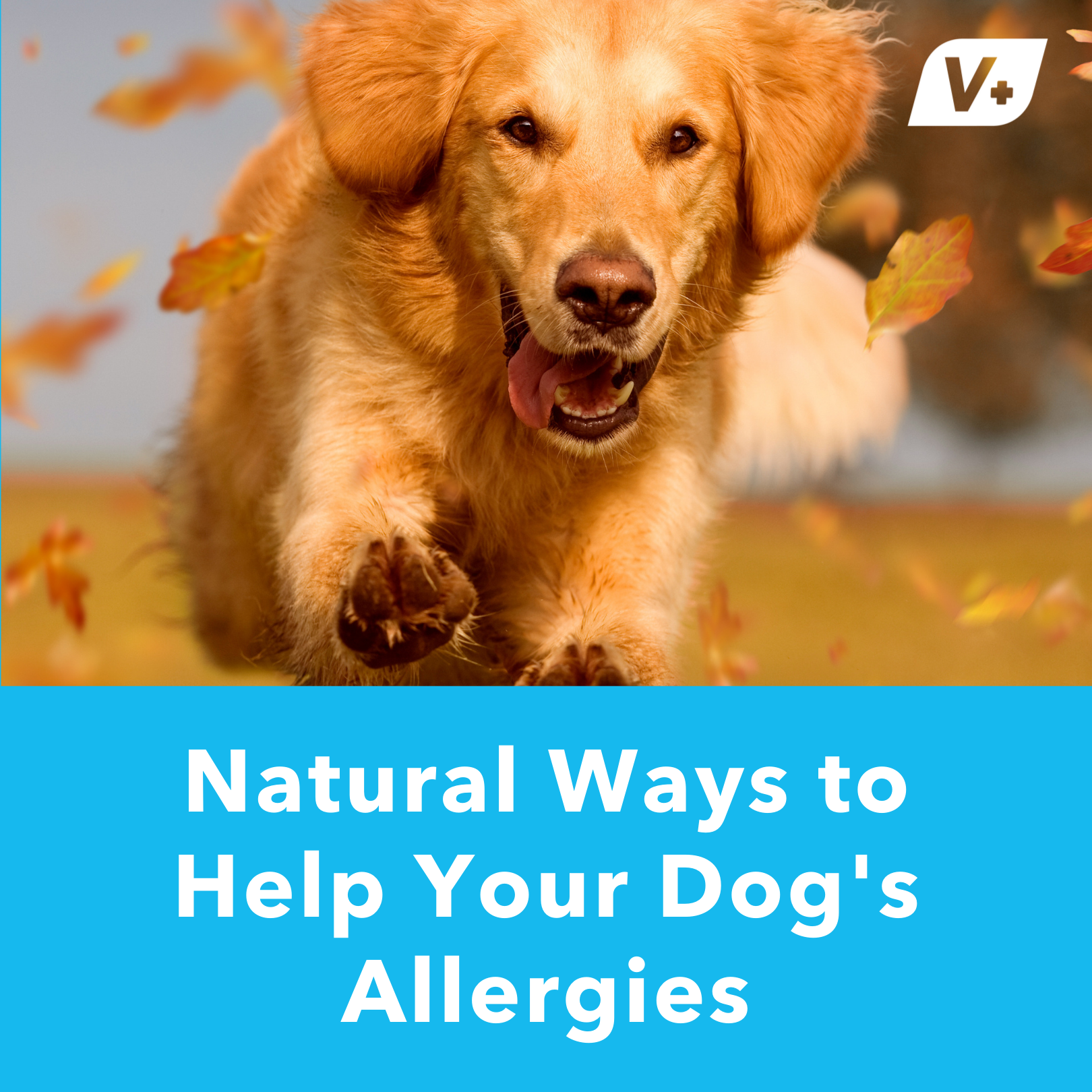 5 Natural Remedies For Seasonal Dog Allergies | Vetnique Labs
