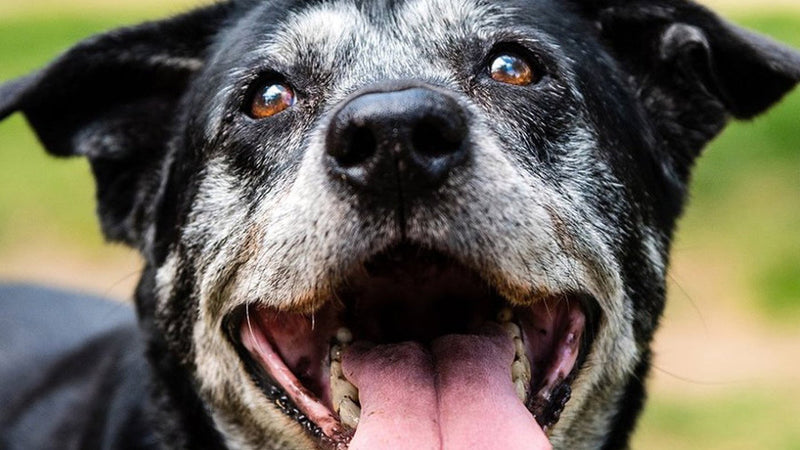 Exercising Older Dogs: Tips for Keeping Senior Dogs Active
