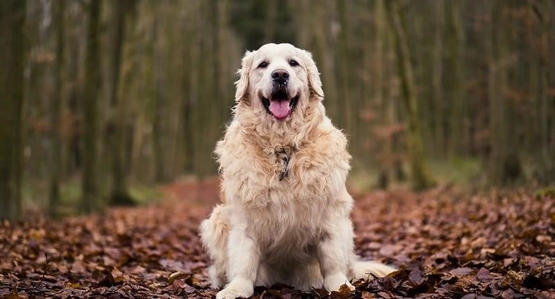 Overweight dog in the woods