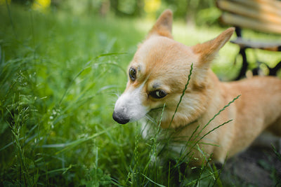 Why Is My Dog Eating Grass?