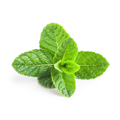 Peppermint oil for dogs