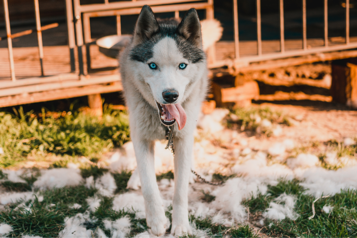 Health Conditions That Cause Dog Shedding and Skin Issues