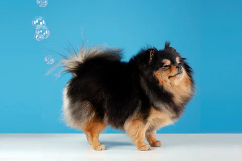 Gas Relief for Dogs: Home Remedies for Gassy Dogs