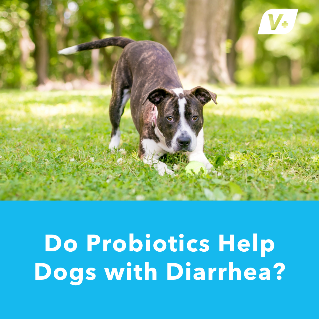 probiotics for dogs with diarrhea main image