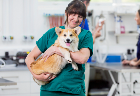 Anal Gland Removal in Dogs: What to Know About Anal Sacculectomy
