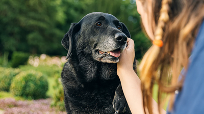 Doggy Dementia: Causes & Signs of Dementia In Dogs