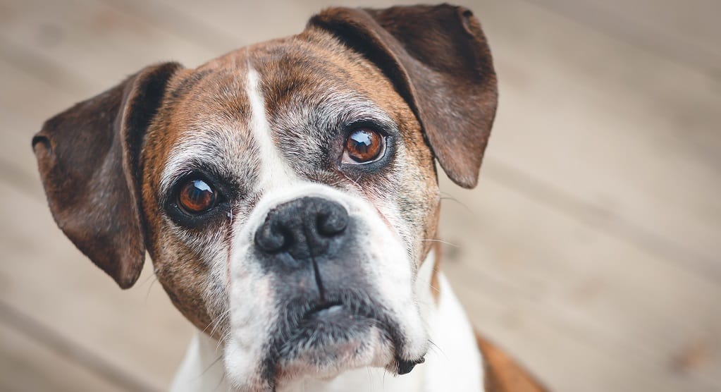 How to Adapt Your Home for a Senior Dog With Stiff Joints