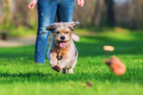 12 Ways to Support Senior Dogs