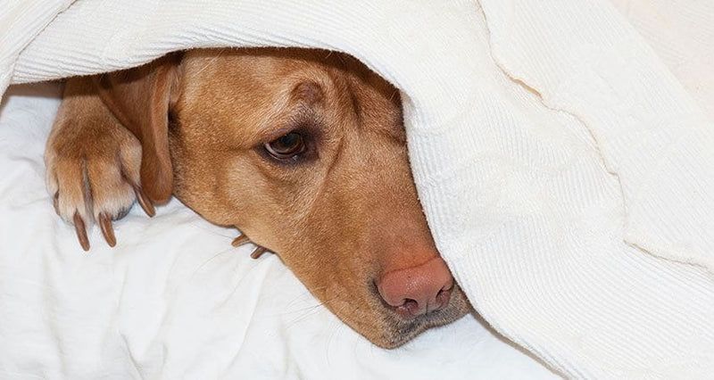 How Do I Know If My Dog Is in Pain? Signs, Causes, and Types of Pain