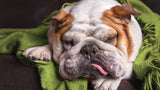 Symptoms of Poor Gut Health in Dogs: Digestive, Skin, and Behavioral Signs