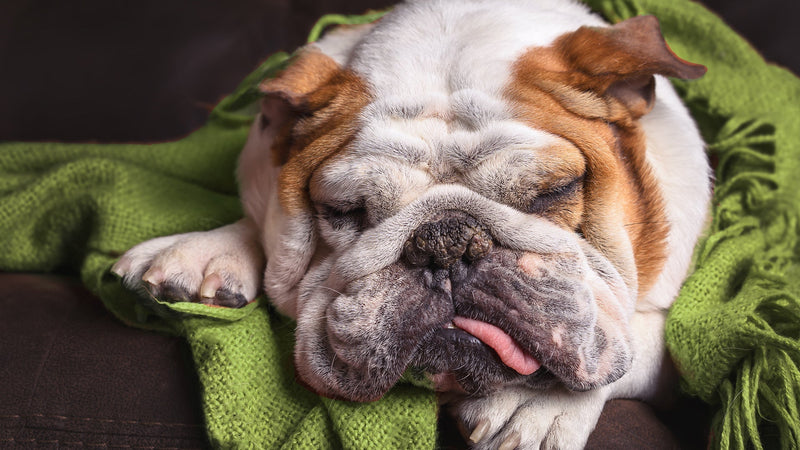 Symptoms of Poor Gut Health in Dogs