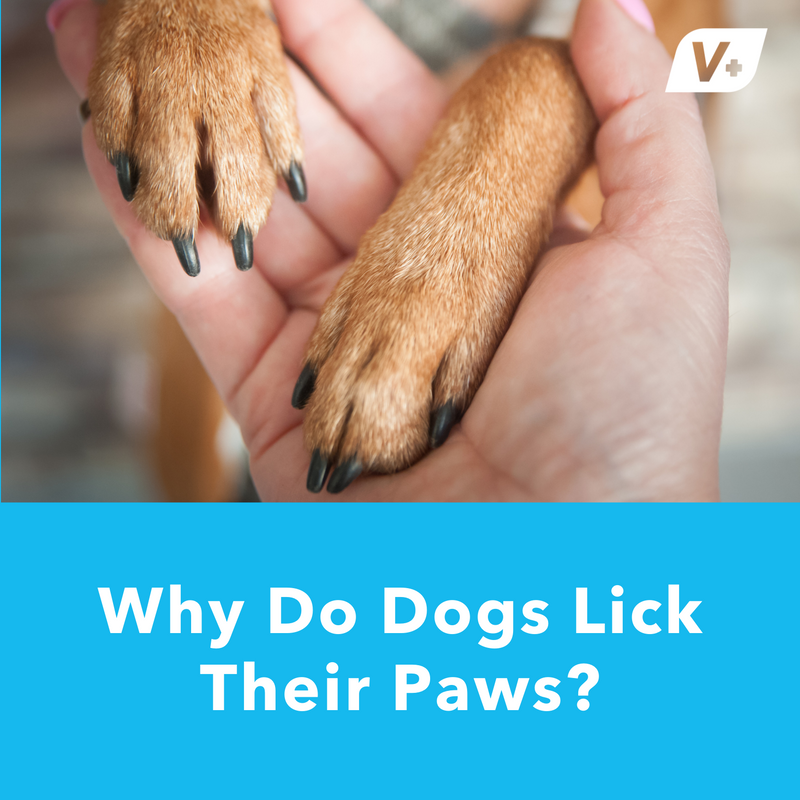 Why Do Dogs Lick Their Paws? Causes and When to Worry