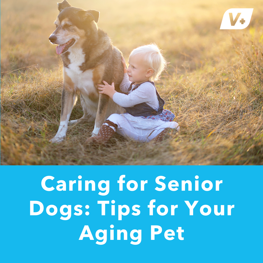 Caring for Senior Dogs: Tips for Your Aging Pet